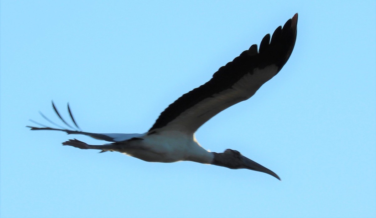 Wood Stork - valerie heemstra