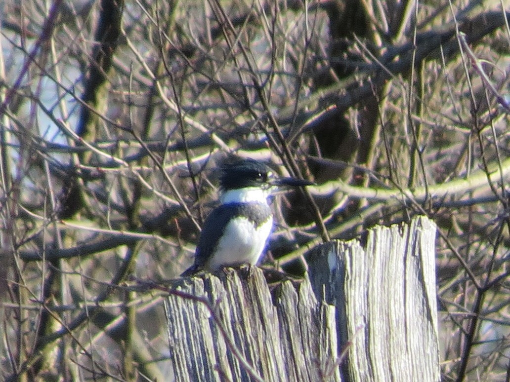 Belted Kingfisher - ML206996811