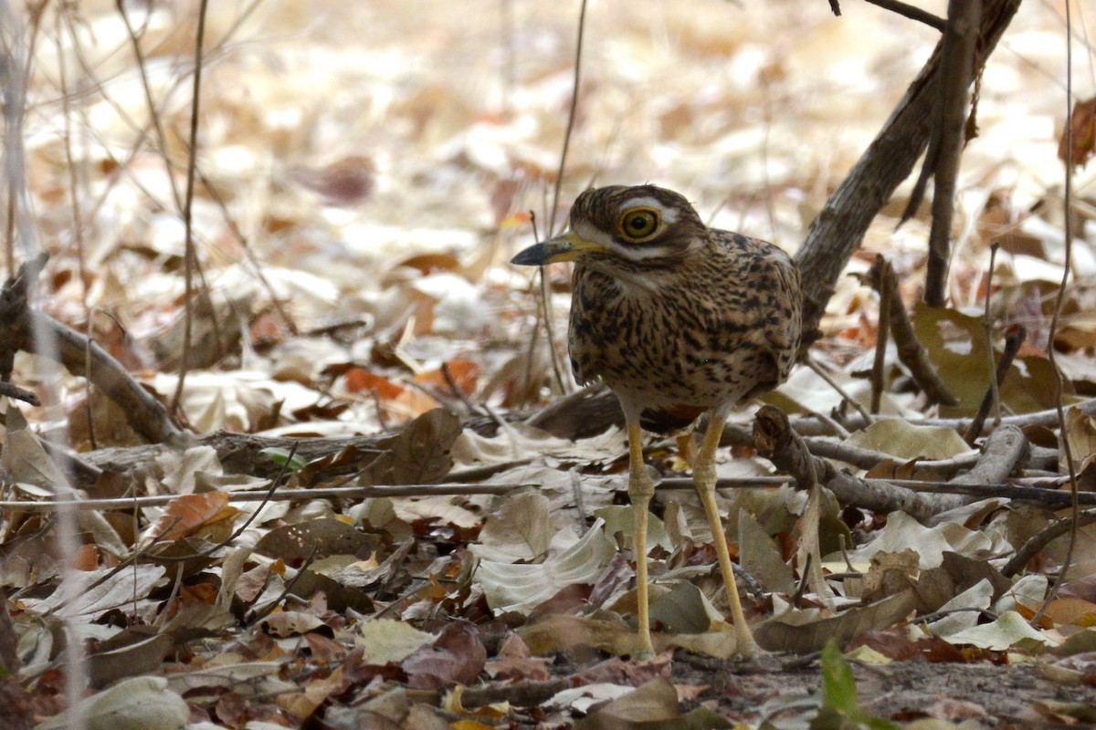 Spotted Thick-knee - ML207005091