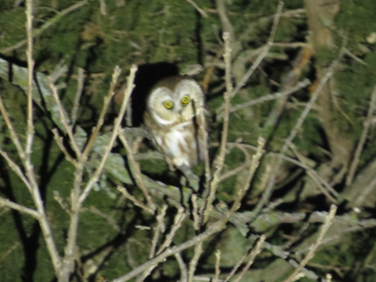 Northern Saw-whet Owl - Chris Anderson