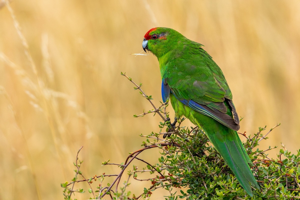 Red-crowned Parakeet - Louis Bevier