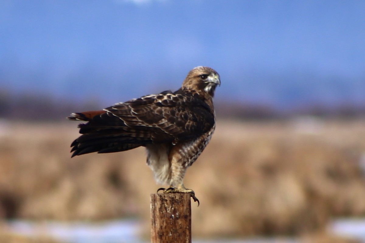 Red-tailed Hawk - ML207014191