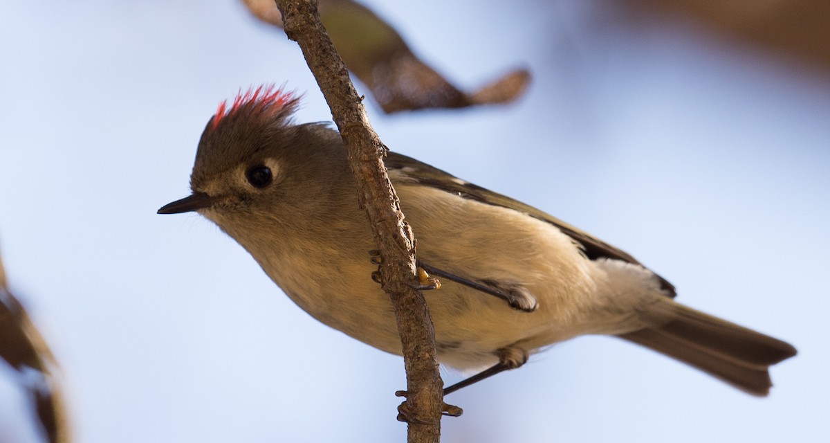 Ruby-crowned Kinglet - Michael Bolte