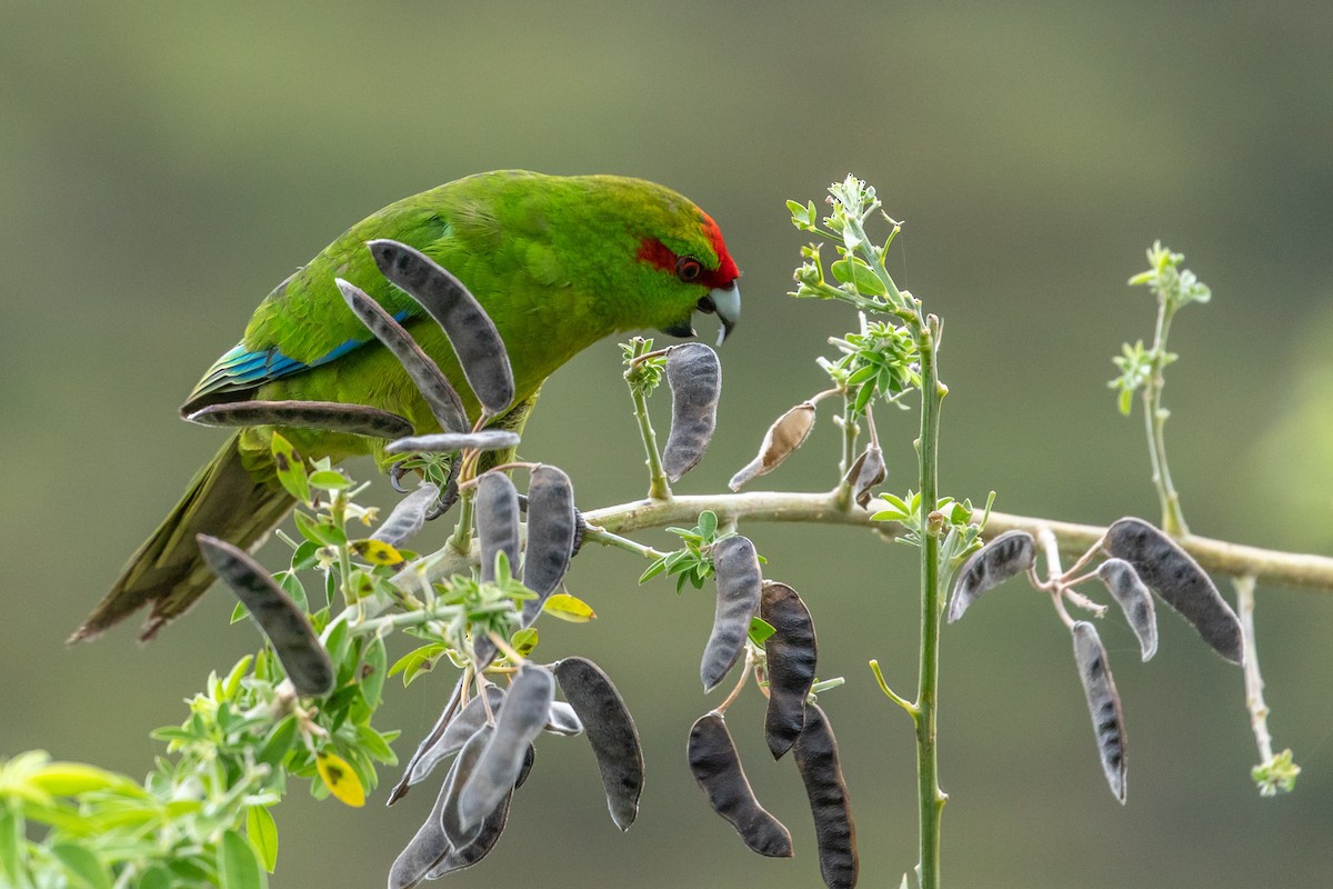Red-crowned Parakeet - ML207015621