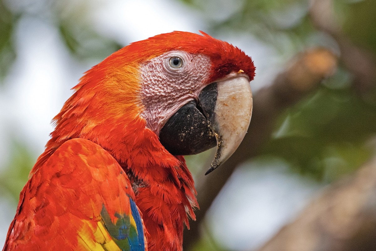 Scarlet Macaw - ML207016911