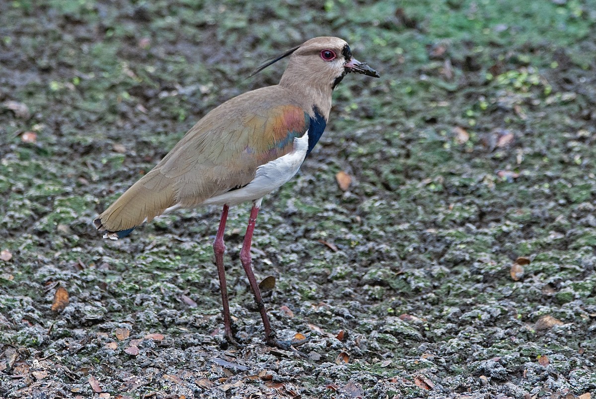 Southern Lapwing - Andrew Simon