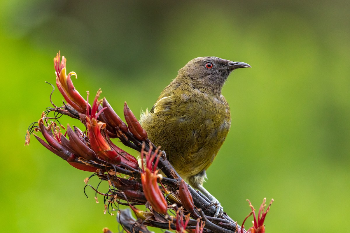 New Zealand Bellbird - Louis Bevier