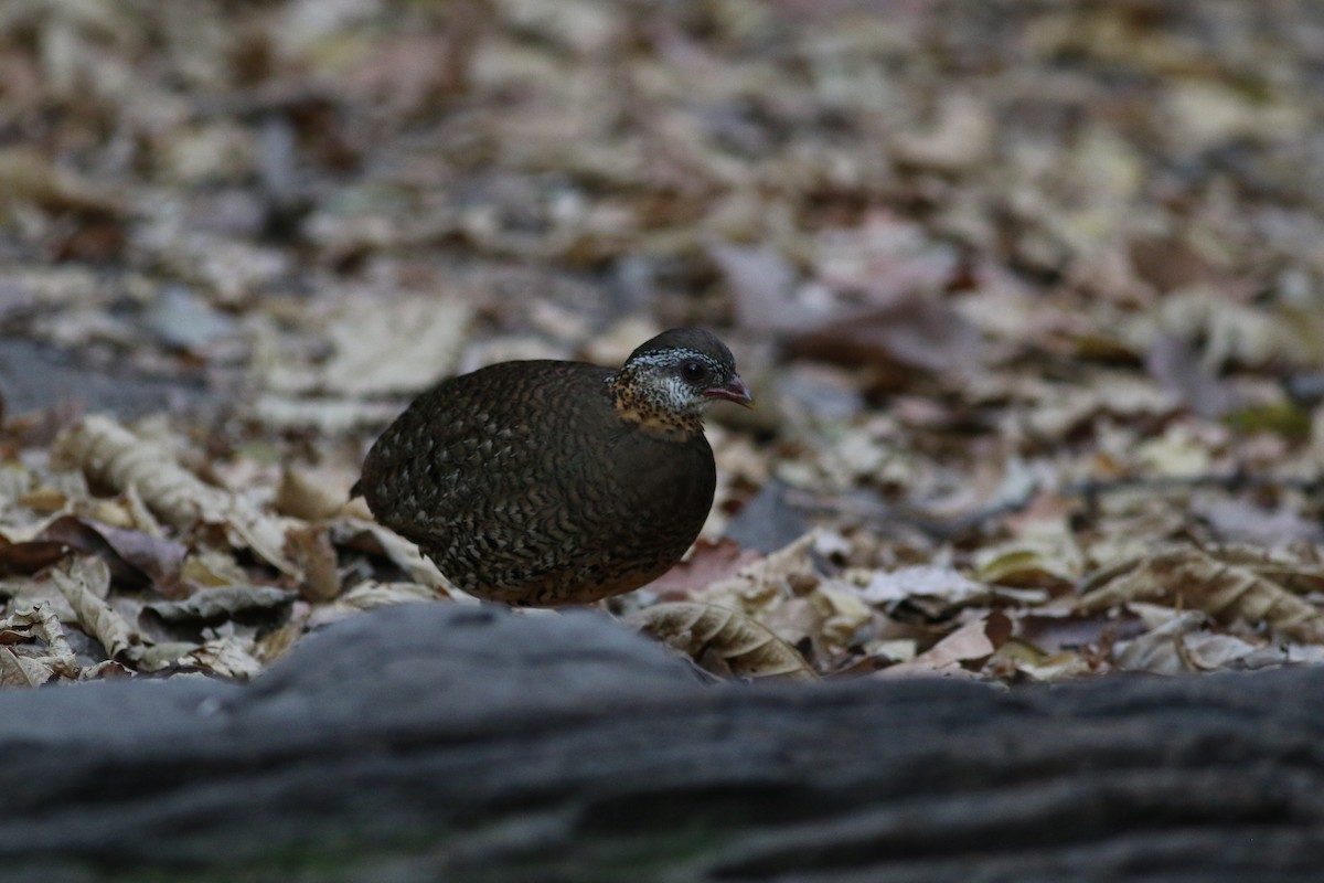 Scaly-breasted Partridge - ML207019831