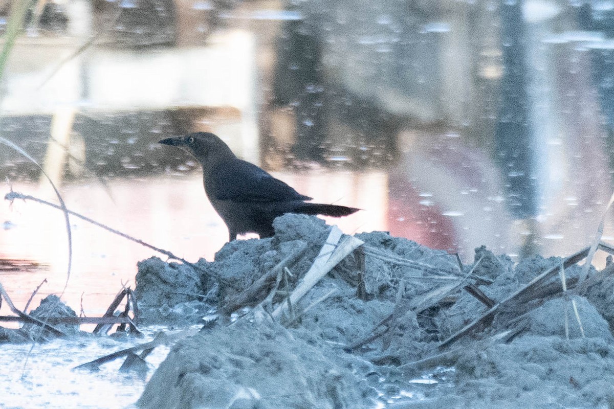Great-tailed Grackle - ML207022721