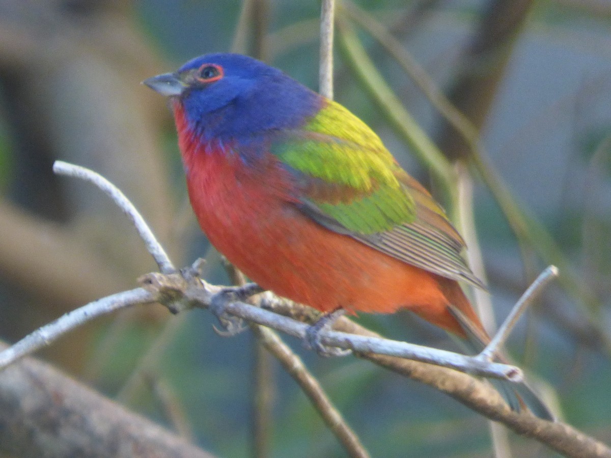 Painted Bunting - ML207022991