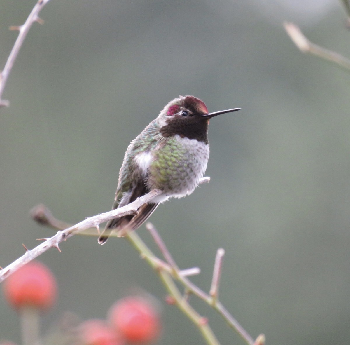 Anna's Hummingbird - ML207023831