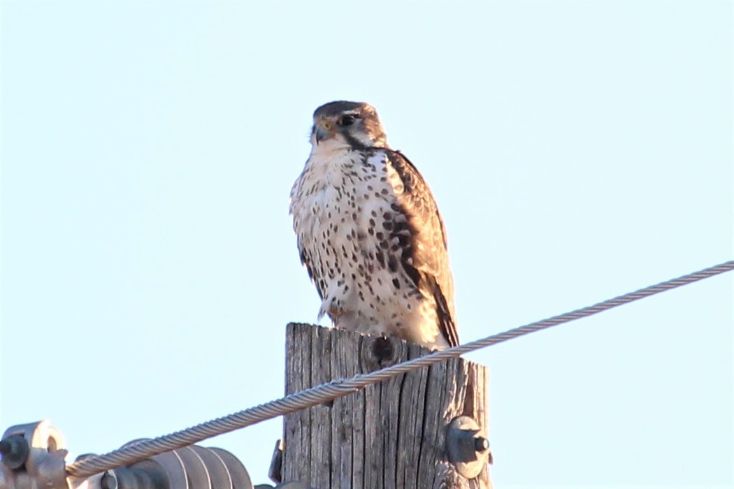 Prairie Falcon - Caleb Alons