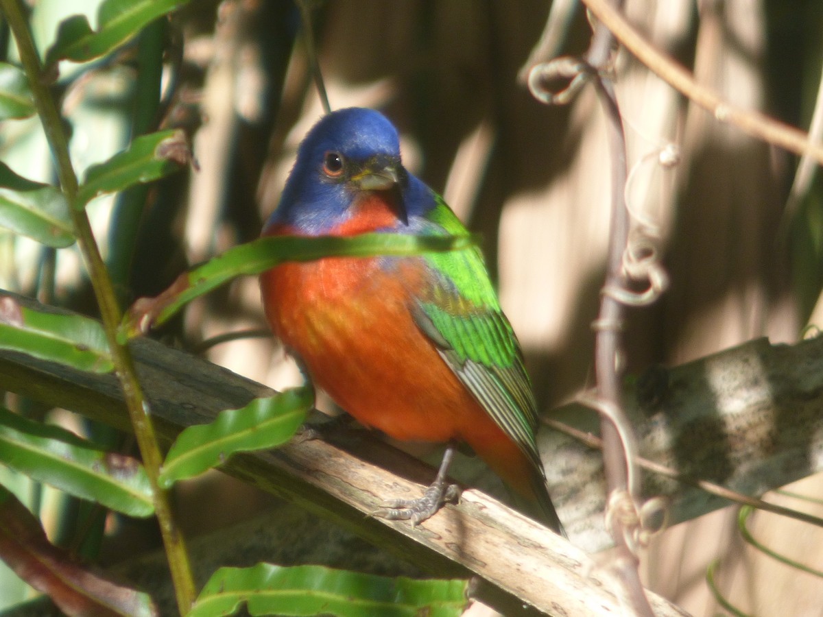 Painted Bunting - ML207025721