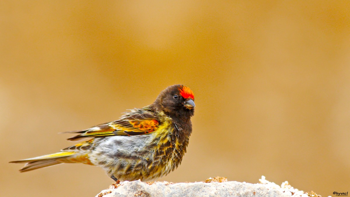 Fire-fronted Serin - ML207027031