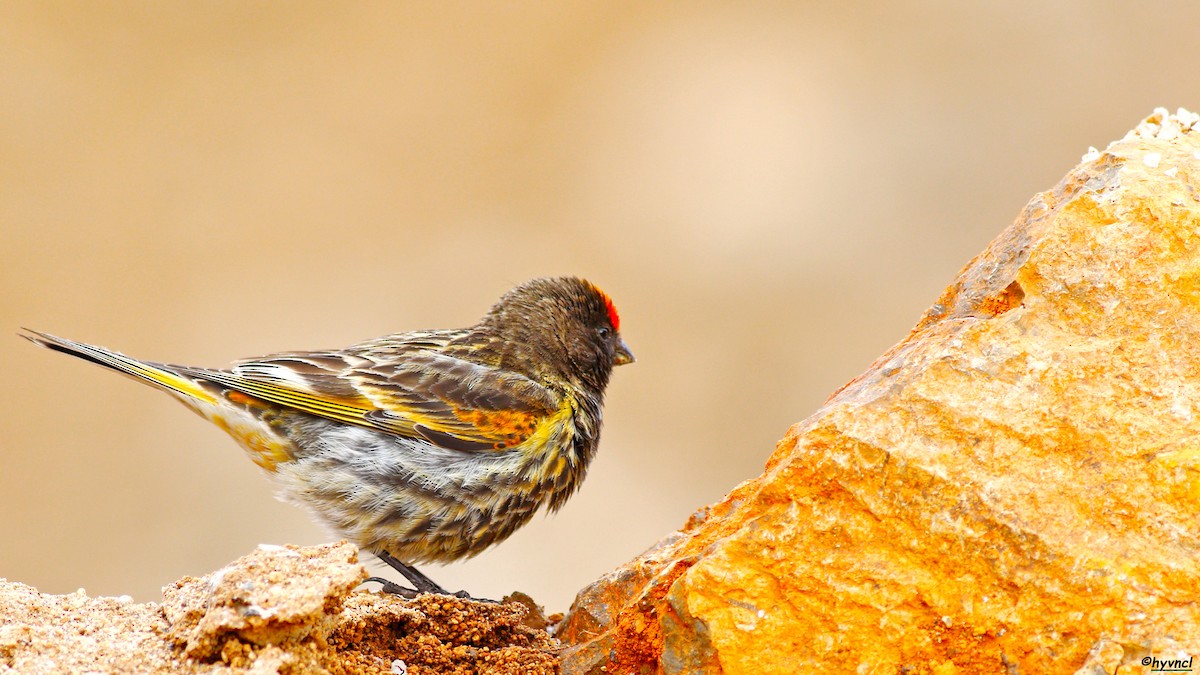Fire-fronted Serin - ML207027081