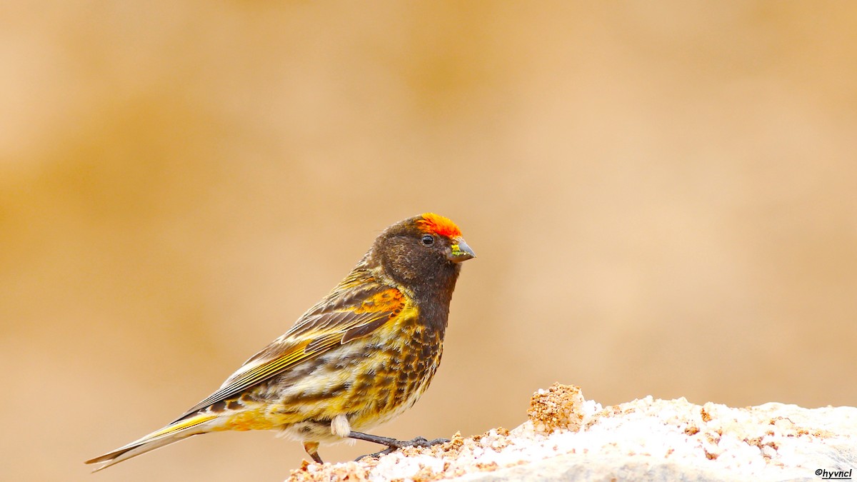 Fire-fronted Serin - ML207027151