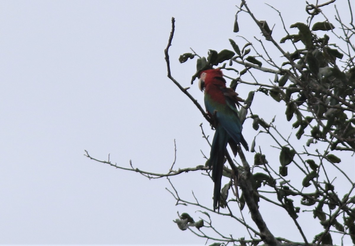 Red-and-green Macaw - Jim Tietz