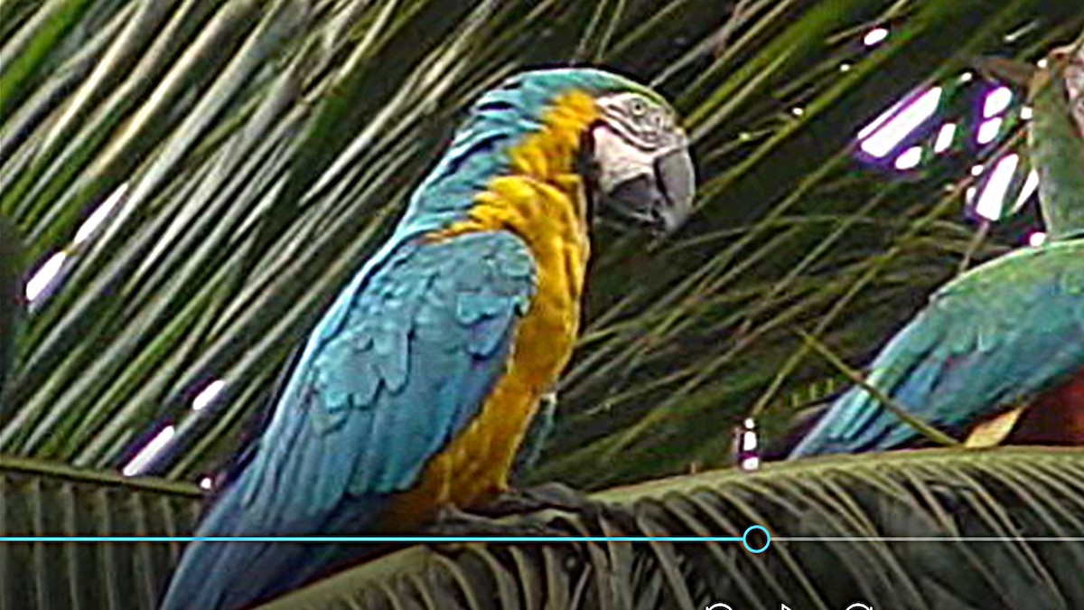 Blue-and-yellow Macaw - ML207039281