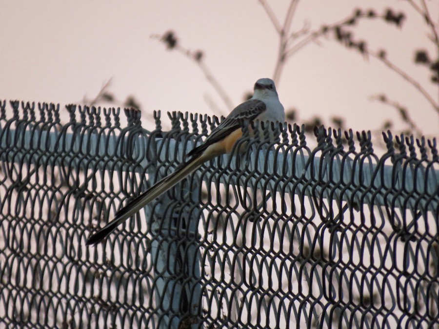 Scissor-tailed Flycatcher - Matt Mendenhall