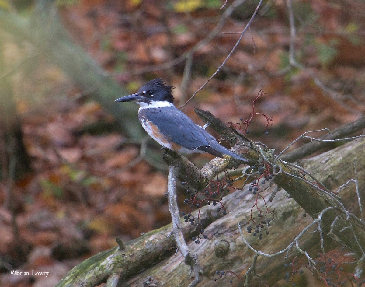 Belted Kingfisher - ML20704211