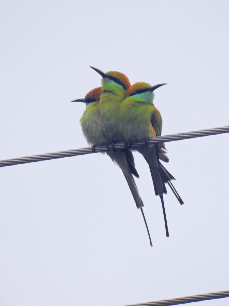 Asian Green Bee-eater - ML207042551