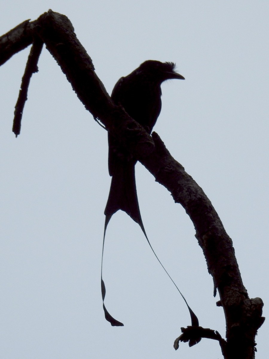 Greater Racket-tailed Drongo - ML207042651