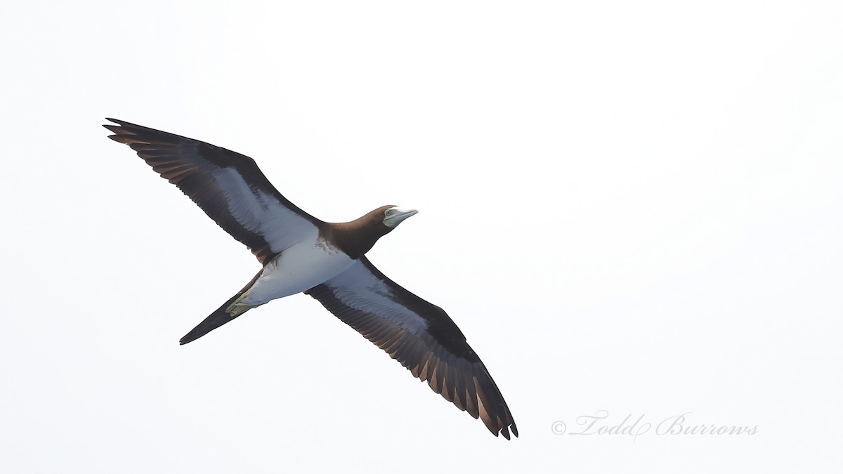 Brown Booby - ML207043791