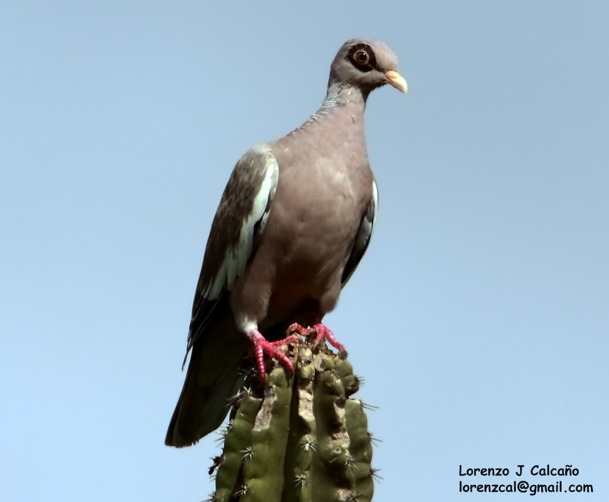 Bare-eyed Pigeon - Lorenzo Calcaño