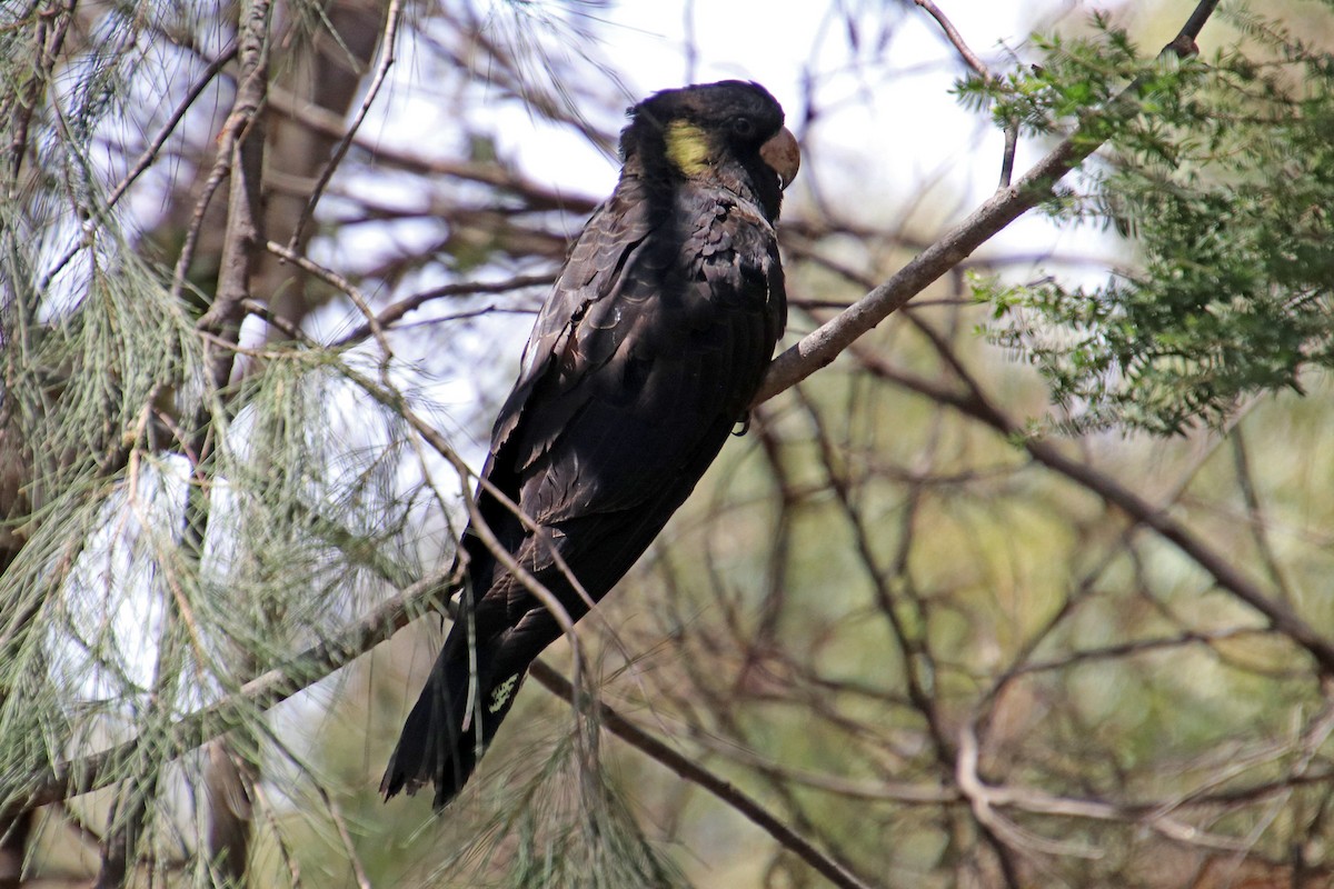 Yellow-tailed Black-Cockatoo - ML207045761