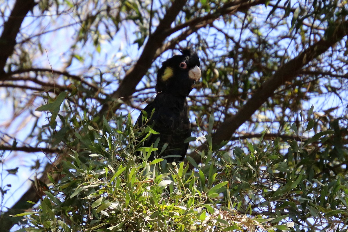 Yellow-tailed Black-Cockatoo - ML207045781