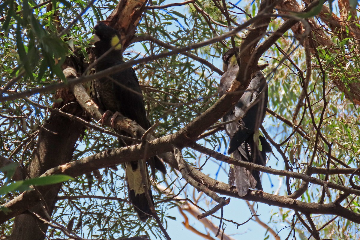 Yellow-tailed Black-Cockatoo - Deb & Rod R