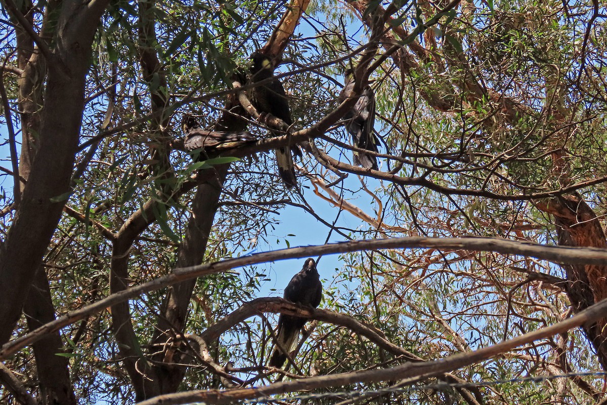 Yellow-tailed Black-Cockatoo - ML207045801
