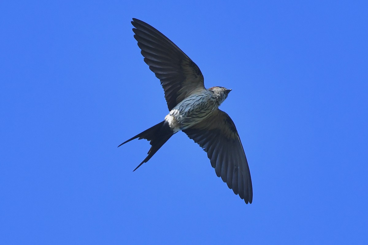 Striated Swallow - Ting-Wei (廷維) HUNG (洪)