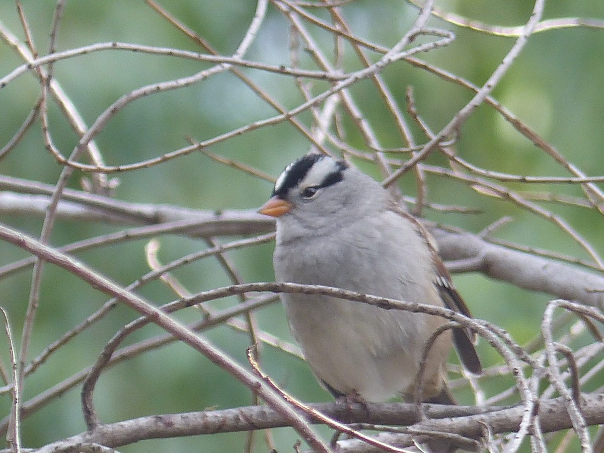 White-crowned Sparrow - ML20704721