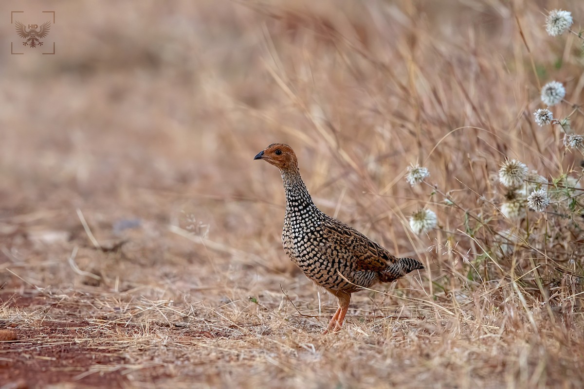 Painted Francolin - ML207049501
