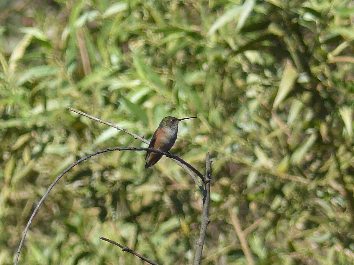 Allen's Hummingbird - ML20705291
