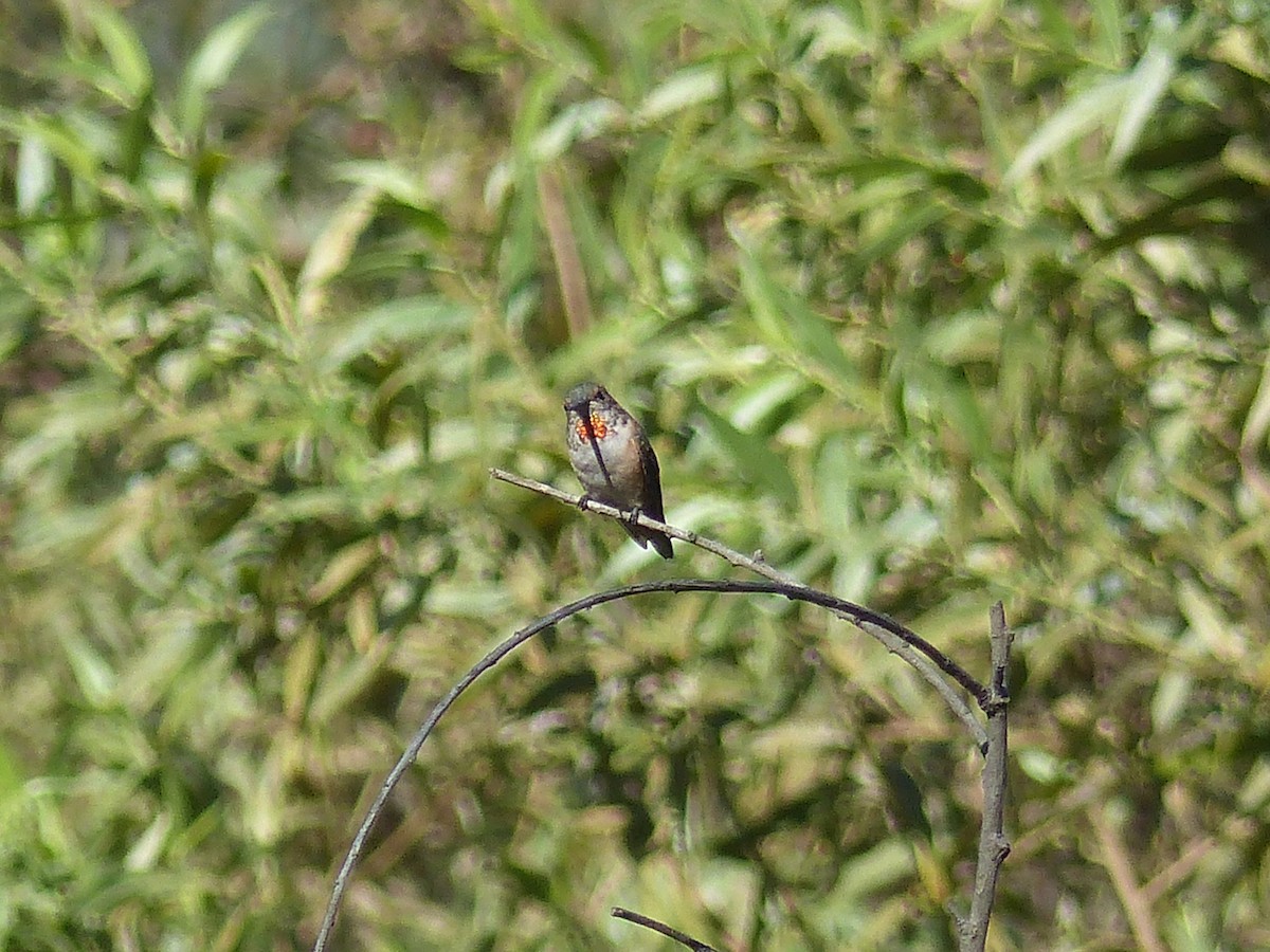 Anna's Hummingbird - ML20705311