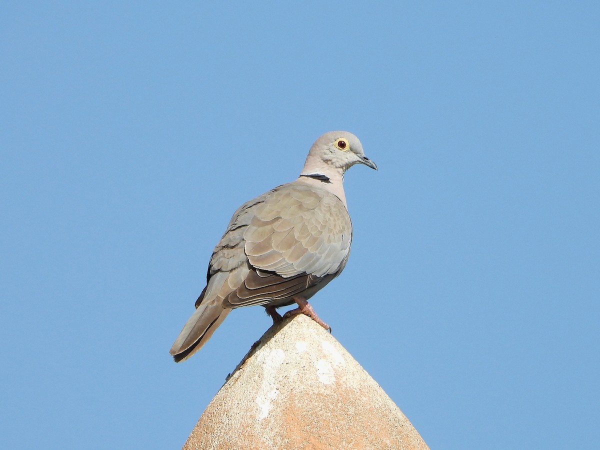 Burmese Collared-Dove - Barry Reed