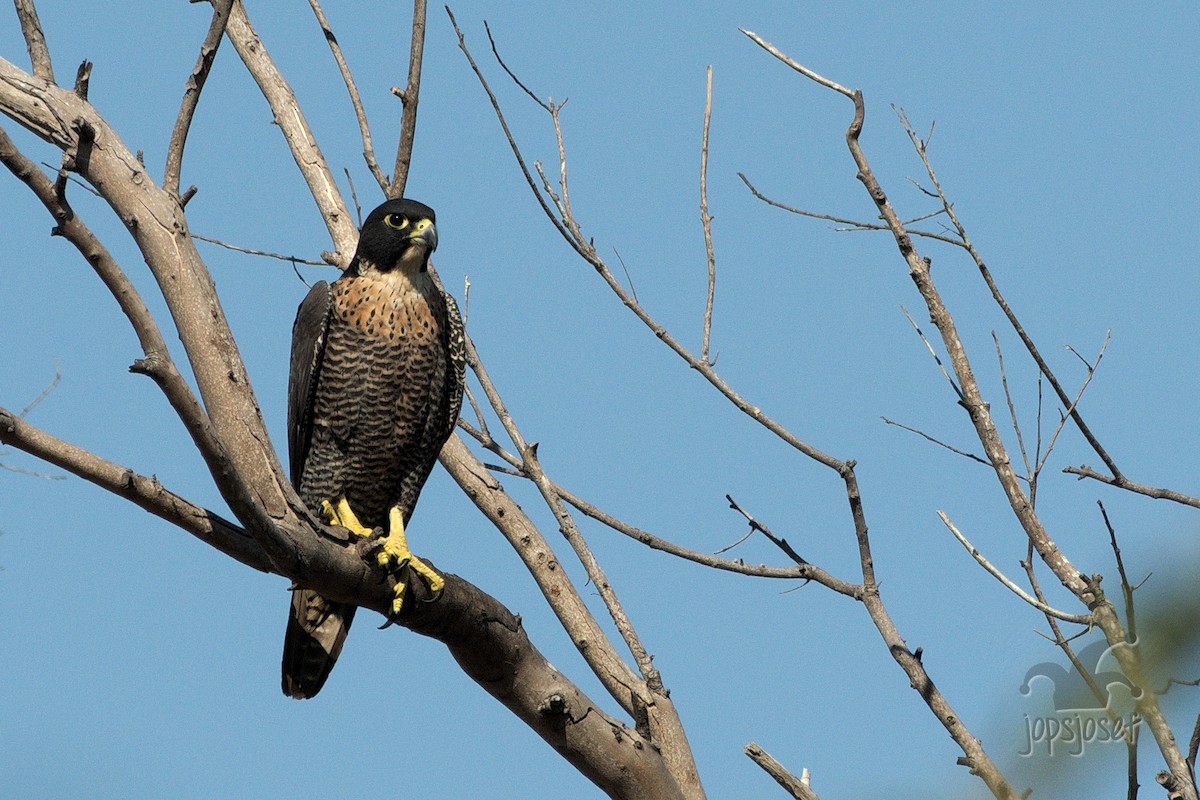 Peregrine Falcon (Indo-Pacific) - ML207056031