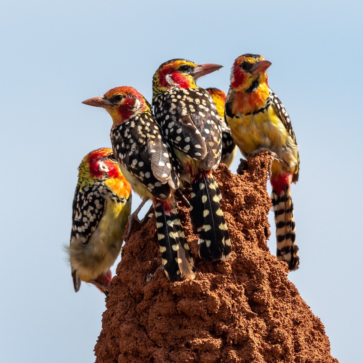 Red-and-yellow Barbet - Jean-Louis  Carlo