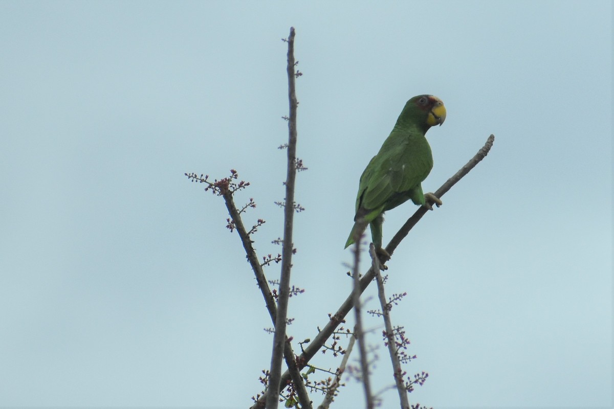 White-fronted Parrot - Terry Bohling