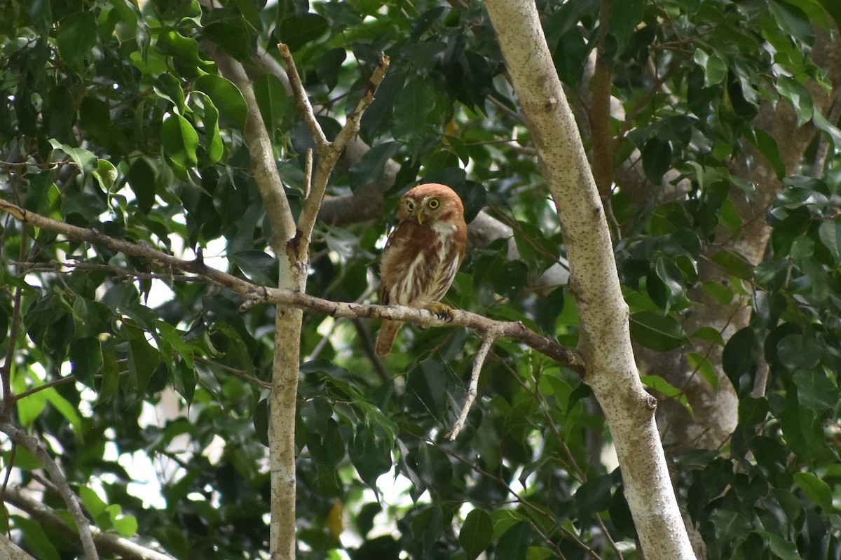 Ferruginous Pygmy-Owl - Terry Bohling