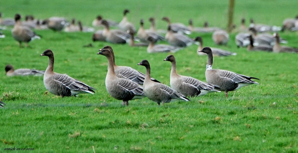 Pink-footed Goose - ML207065061