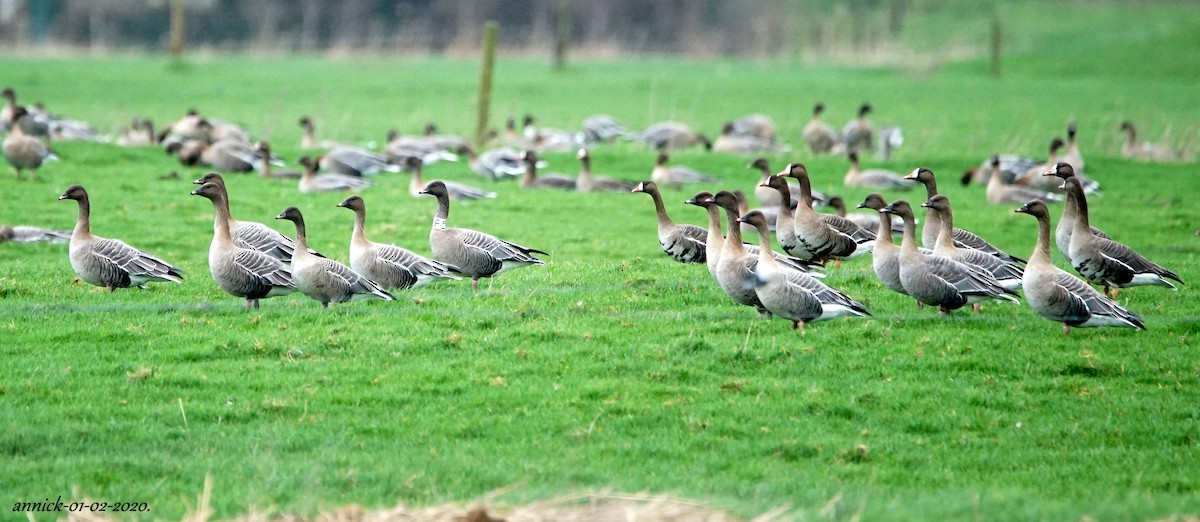 Pink-footed Goose - ML207065091