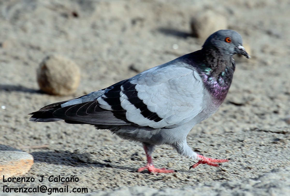 Rock Pigeon (Feral Pigeon) - Lorenzo Calcaño
