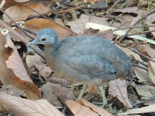 Little Tinamou, ML207068351