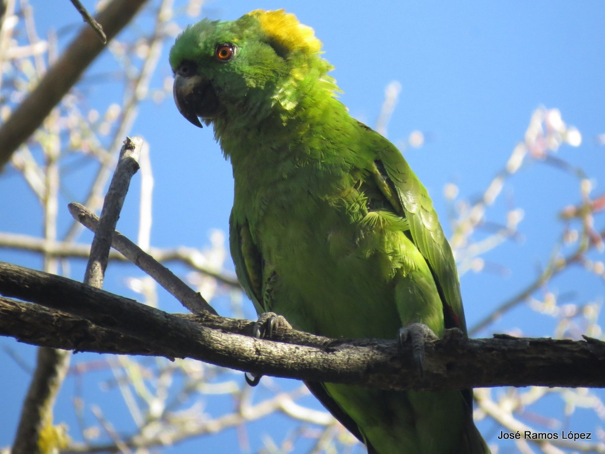 Yellow-naped Parrot - ML207069151