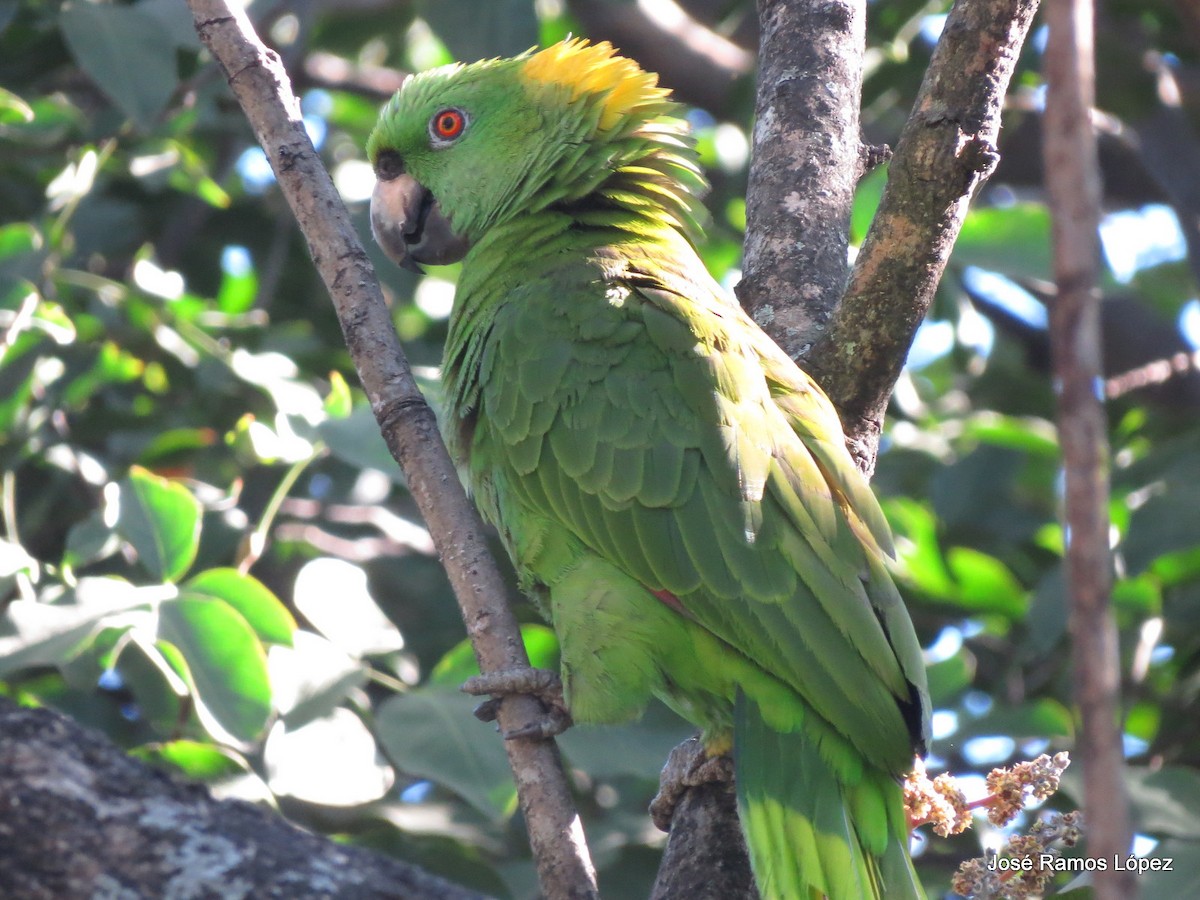 Yellow-naped Parrot - ML207069171