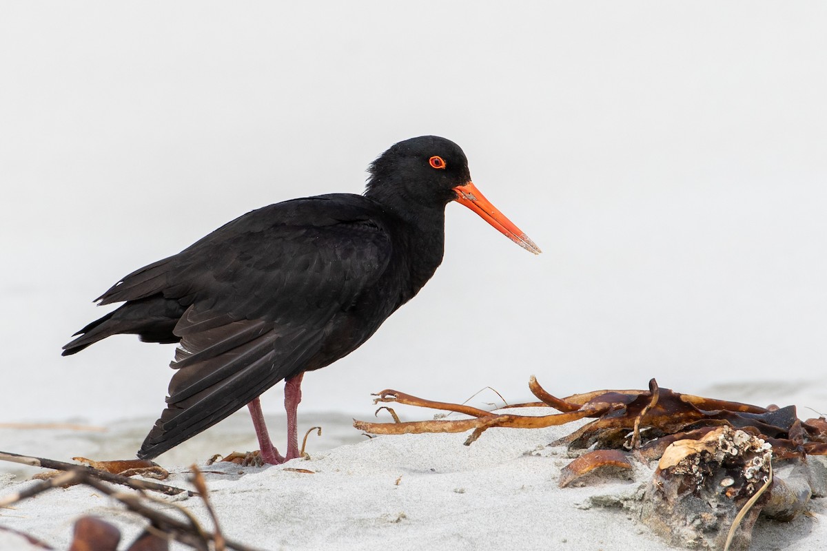 Variable Oystercatcher - Louis Bevier