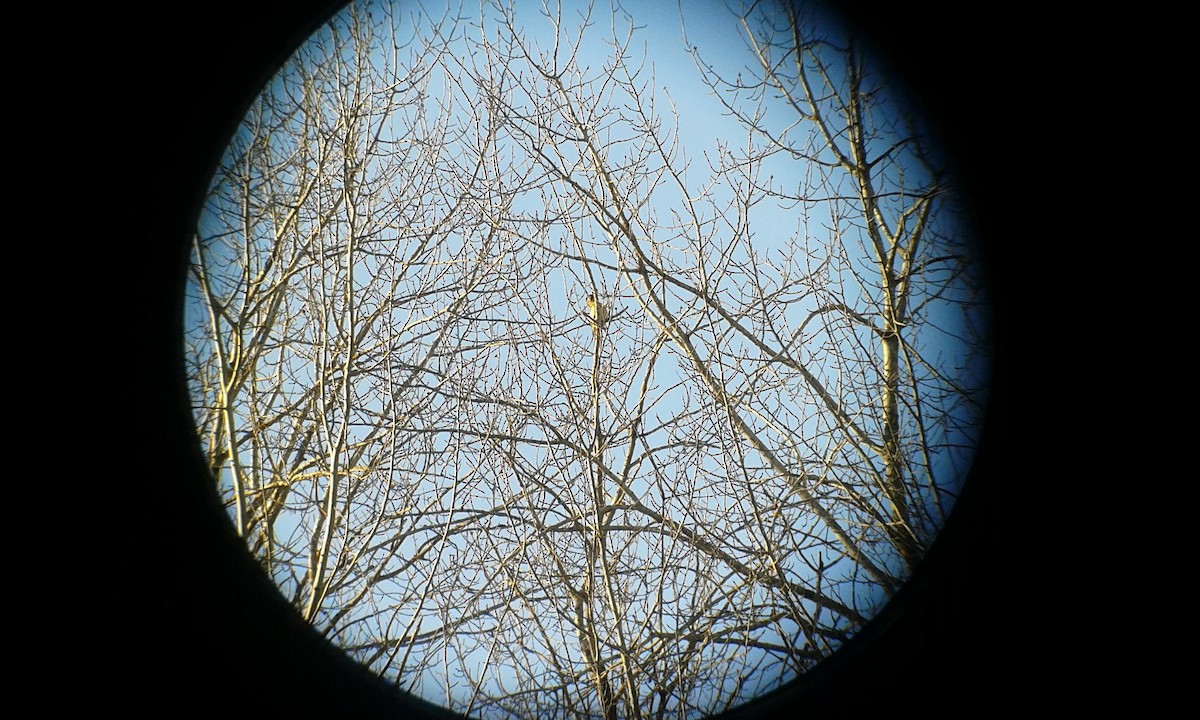 Eurasian Green Woodpecker - ML207074011